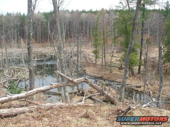 Beaver Dam - sometimes you have to cross some nasty spots to get to the goodies.  