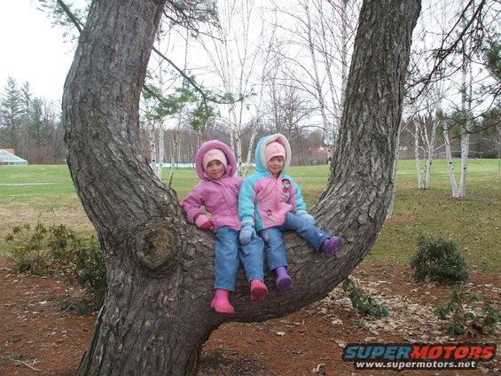 picture-018.jpg Girls in tree.  Spring 2008.
