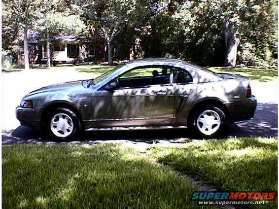 Orginal Mustang, 1 day old