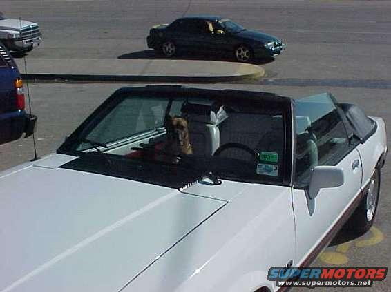 White 1989 Ford Mustang convertible with a dog in the driver's seat