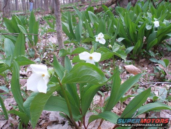trillium.jpg
