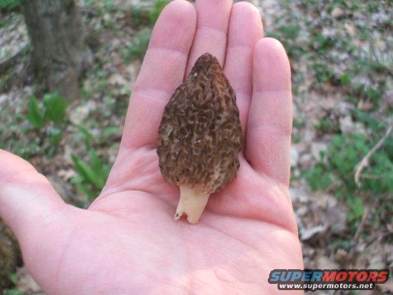 decent size