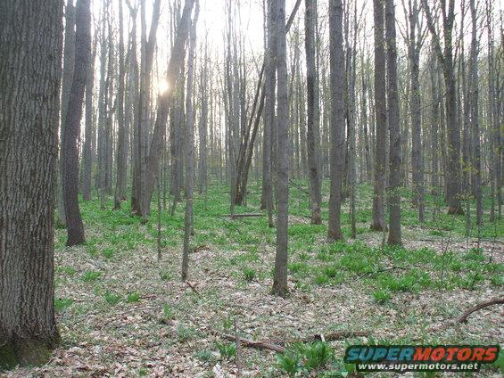 Nice maple growth...