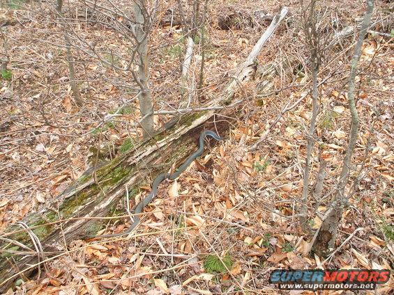 SNAKE...!  (blue racer)