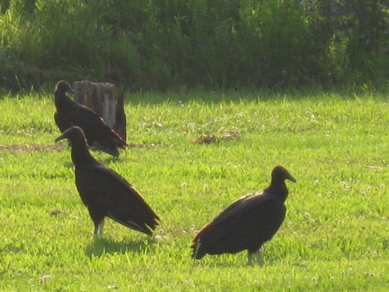picture-013.jpg 