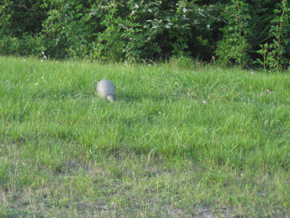 Turtle walking through a grassy field with trees in the background