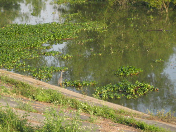 Grey heron on concrete embankment next to water with lily pads