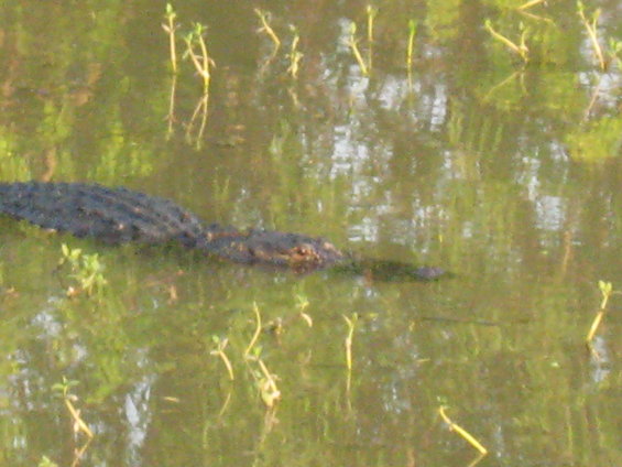 alligator swimming in murky water with some plants