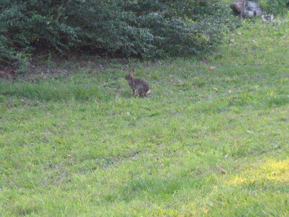 Rabbit sitting in a grassy area with bushes in the background