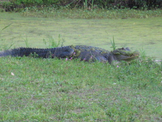 Alligator resting on grassy bank next to murky water