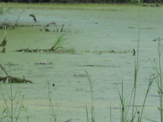 Swampy water with green algae and some vegetation, including reeds in the foreground