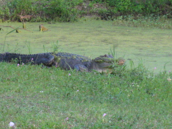 Alligator resting on grassy bank next to a pond covered in green algae