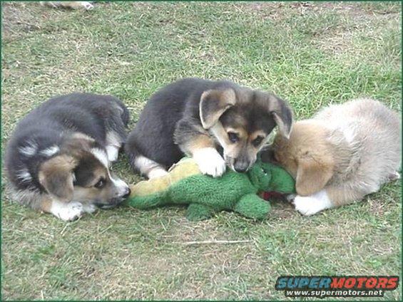 doggies3.jpg random pic