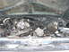 1989 Ford Bronco - 302 came out of a totaled '94.....was sitting outside in the rain for 3 months or more. hopefully it runs......