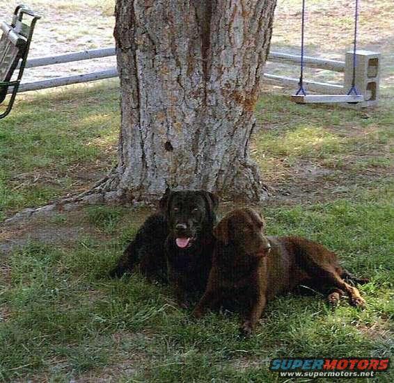 Our 2 labs...hence, Lab Scape.
They're always along for the ride!
Black-"Auggie Doggie".
Chocolate-"Josephine, the Mocha Queen"