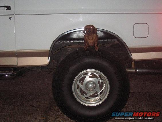 img_00791.jpg our wiener dog on top of my 35's