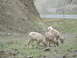 1978 Ford F-250 - A herd of bighorn sheep are seen grazing in a natural, rocky environment near a highway.
