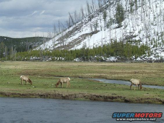 Three elk graze by a river with a snow-dusted hill behind them