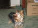 2000 Hyundai Accent photo