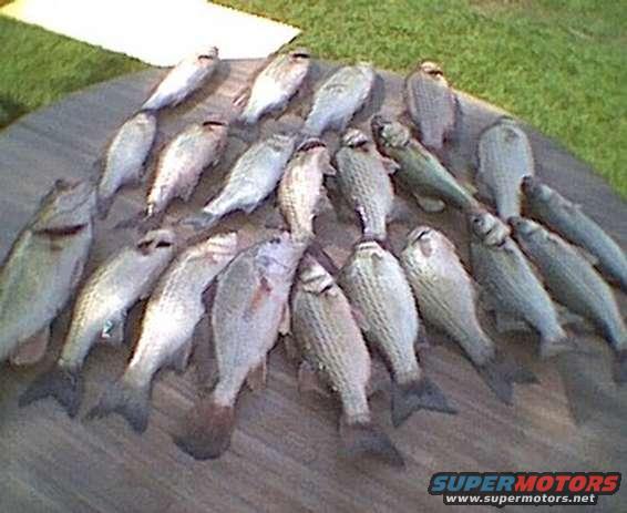 pile of fish on a table