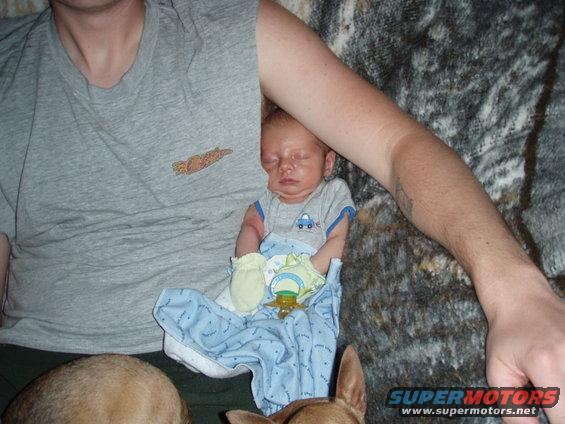 Newborn baby sleeping, held by adult, with dogs nearby