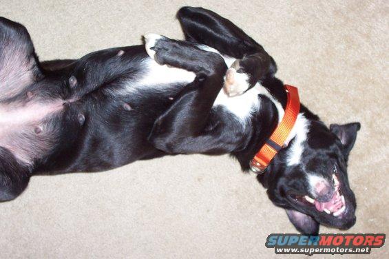 black and white dog with orange collar on its back, showing belly