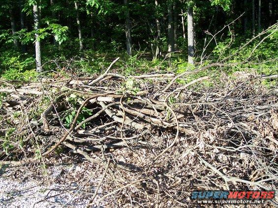 Pile of branches and leaves in a wooded area
