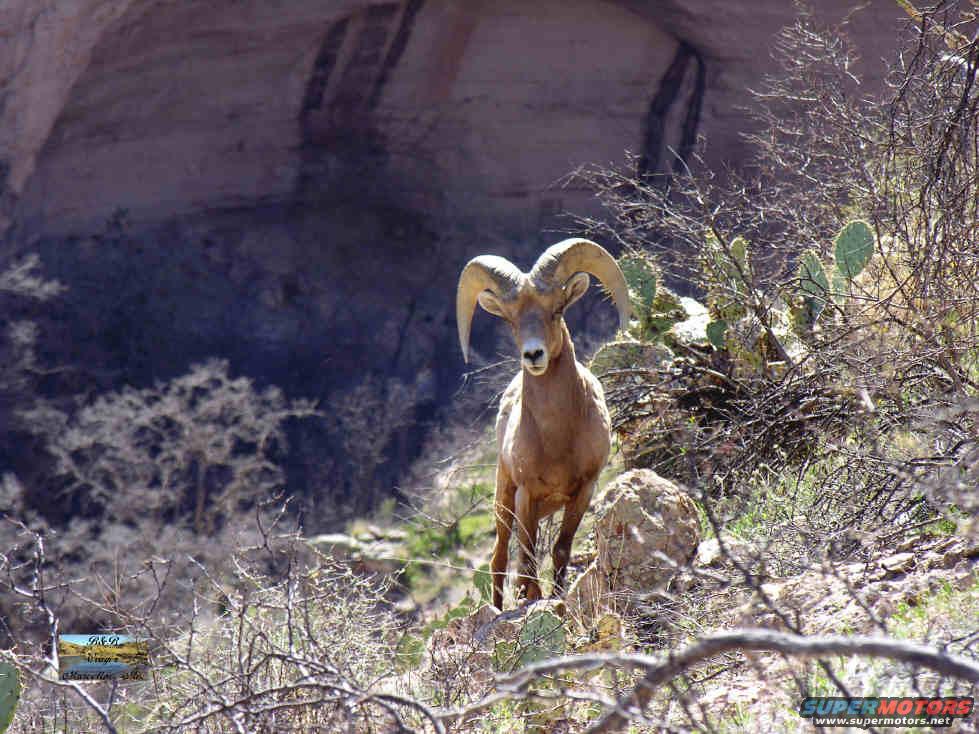 Turkey Creek Bighorn
