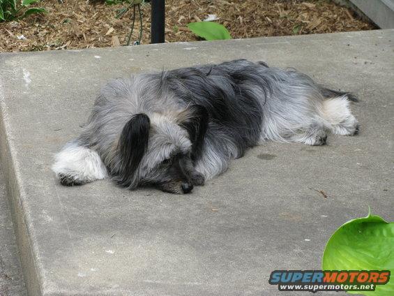 picture-064.jpg Missy bear lazy