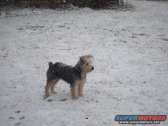 Terrier mix dog standing in a snowy yard