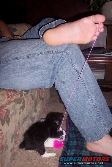 Black and white kitten playing with a pink toy near a person's foot and leg