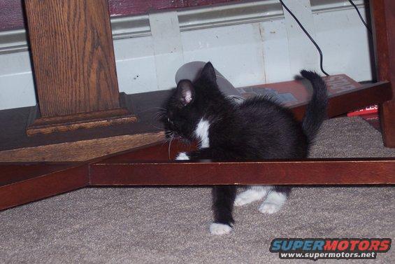 Black and white kitten peeking out from under furniture