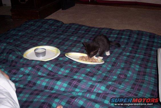 Black kitten with white paws eating from a plate of food on a plaid blanket