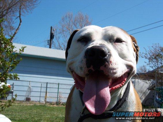 Dog panting with tongue out in front of a house and fence