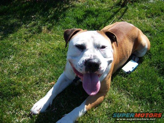 Dog with tongue out lying on grass next to a white object