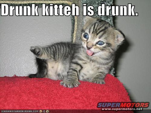 drunkkitty.jpg