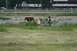 1990 Chevrolet Suburban - Children explore a field with a motel and highway in the background.
