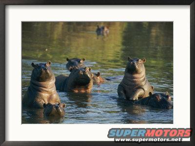 Several hippos are in the water, some submerged, with a wooded area in the background