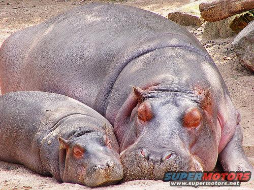 Two hippos resting on sandy ground