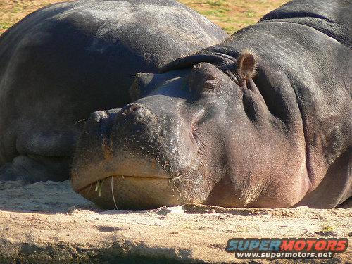 Two hippos resting on sandy ground. Watermark reads SUPERMOTORS