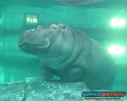 Hippo chilling underwater on a rock