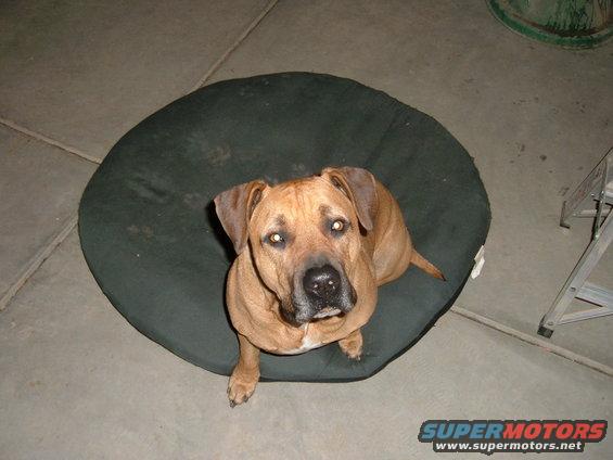 Brown dog sitting on a dark green dog bed on a concrete floor