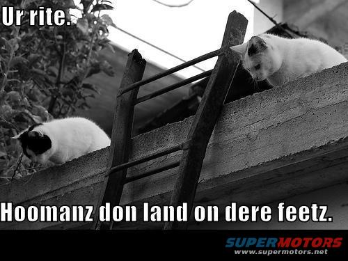 catpic5.jpg 