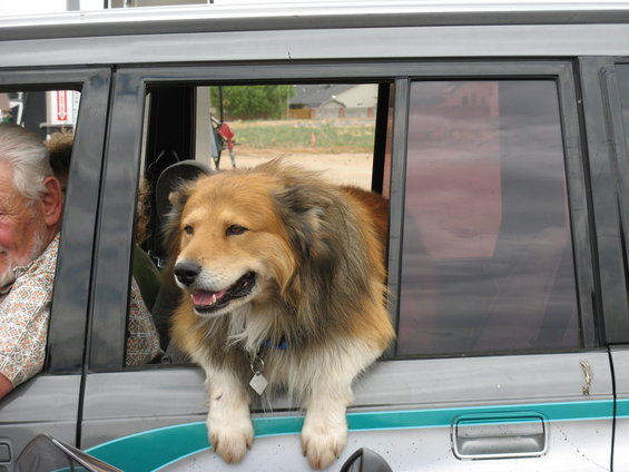 Dog with fluffy fur leans out of a car window, looking to the side. An older man is visible in the driver's seat