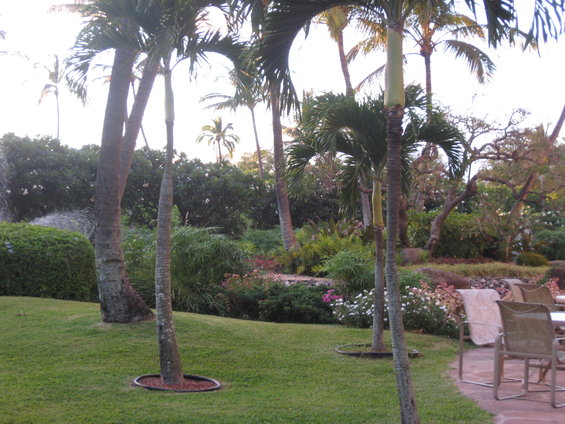 hawaii-08-011.jpg