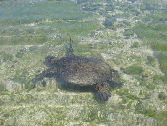 hawaii-08-252.jpg 