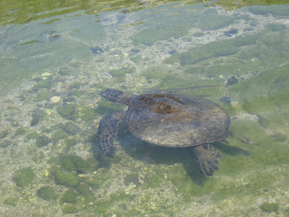 hawaii-08-253.jpg 
