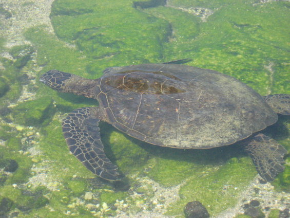 hawaii-08-255.jpg 