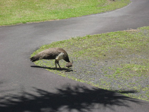 hawaii-08-216.jpg 