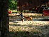 Two dogs interact near a person in a sunlit outdoor area with a wooden structure in the background